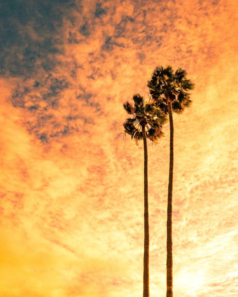 Mayda palm tree photography sunset cloud sky