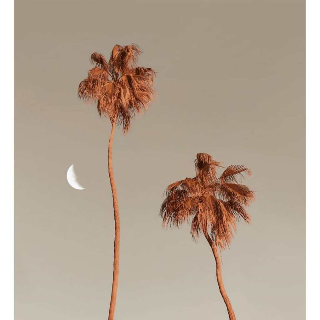 Shay Labbé palm tree photography moon